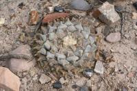 pa_1575_ariocarpus_retusus.jpg