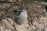 pa_1578_mammillaria_pottsii.jpg