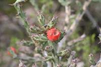 pa_1579_cylindropuntia_kleiniae.jpg