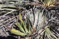 pa_157_mammillaria_formosa.jpg