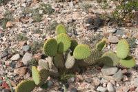 pa_1580_opuntia_microdasys.jpg