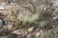 pa_1581_cylindropuntia_tunicata.jpg