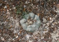 pa_1582_lophophora_williamsii.jpg