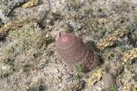 pa_1583_echinocereus_pectinatus.jpg