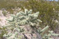 pa_1585_cylindropuntia_imbricata.jpg