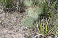pa_1586_opuntia_sp..jpg
