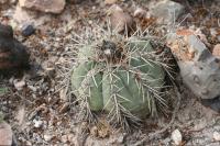 pa_1587_echinocactus_horizonthalonius.jpg