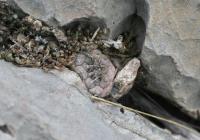pa_1589_turbinicarpus_polaskii.jpg