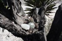 pa_158_hamatocactus_hamatacanthus.jpg
