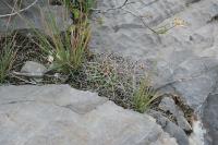pa_1590_mammillaria_centricirrha.jpg