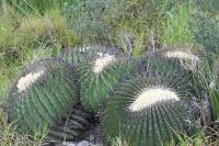 pa_1591_echinocactus_platyacanthus.jpg