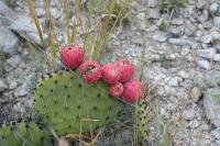 pa_1592_opuntia_stenopetala.jpg