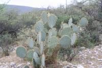 pa_1593_opuntia_sp..jpg