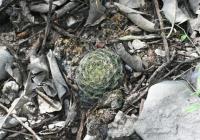 pa_1594_mammillaria_schiedeana.jpg