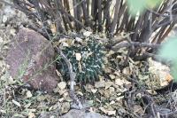 pa_1595_mammillaria_sp..jpg