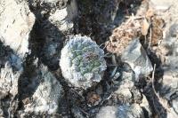 pa_1596_strombocactus_esperanzae.jpg