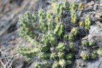 pa_1597_echinocereus_pentalophus.jpg