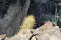 pa_1598_mammillaria_elongata_var._echinaria.jpg