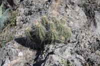 pa_159_echinocereus_parkeri.jpg