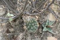 pa_1600_coryphantha_sp..jpg
