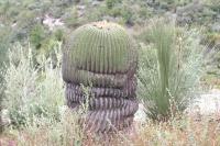 pa_1601_echinocactus_platyacanthus.jpg