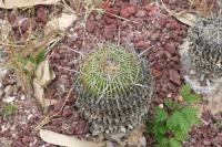pa_1603_echinofossulocactus_sp..jpg