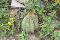 pa_1604_astrophytum_ornatum.jpg