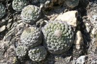 pa_1607_strombocactus_disciformis.jpg