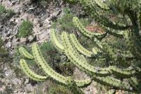 pa_1608_myrtillocactus_geometrizans.jpg