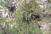 pa_1609_cylindropuntia_imbricata.jpg