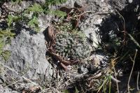 pa_160_mammillaria_formosa.jpg