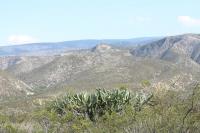pa_1610_myrtillocactus_geometrizans.jpg