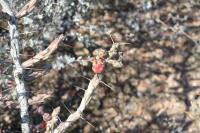 pa_1611_cylindropuntia_kleiniae.jpg