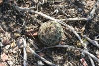 pa_1612_coryphantha_palmeri.jpg