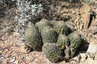 pa_1613_thelocactus_leucacanthus.jpg