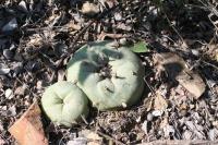 pa_1614_lophophora_diffusa.jpg