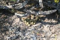 pa_1615_mammillaria_elongata_var._echinaria.jpg