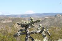pa_1616_cylindropuntia_imbricata.jpg