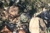 pa_1618_neolloydia_conoidea.jpg