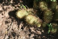 pa_1619_mammillaria_elongata.jpg