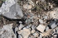 pa_161_echinocactus_platyacanthus.jpg