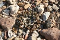 pa_1620_ariocarpus_kotschoubeyanus_var._elephantidens.jpg