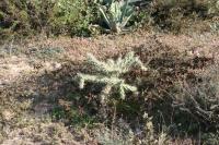 pa_1621_cylindropuntia_imbricata.jpg