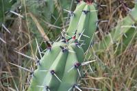 pa_1622_myrtillocactus_geometrizans.jpg