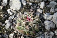 pa_1623_thelocactus_hexaedrophorus.jpg
