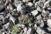 pa_1624_turbinicarpus_laui.jpg