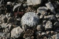 pa_1625_turbinicarpus_pseudopectinatus.jpg