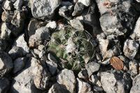 pa_1626_turbinicarpus_x_mombergeri.jpg