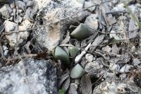 pa_1628_ariocarpus_retusus_ssp._scapharostroides.jpg