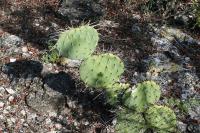 pa_1629_opuntia_sp..jpg